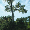 �en el bosque