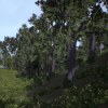 en el bosque