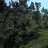 en el bosque
